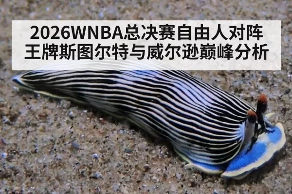 2026WNBA总决赛自由人对阵王牌斯图尔特与威尔逊巅峰分析